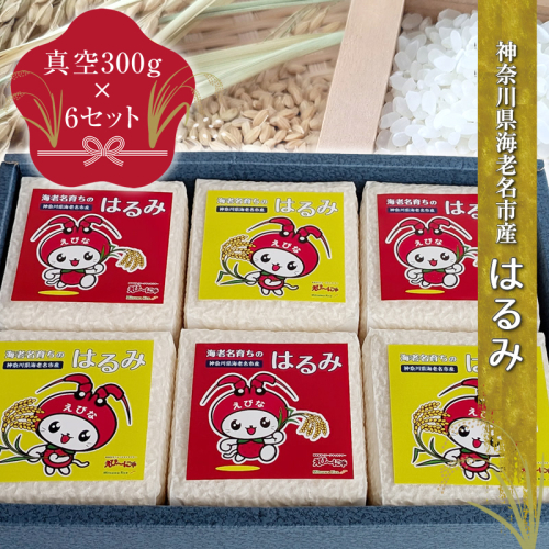神奈川県海老名市産はるみ　真空300ｇ×6セット【 お米 神奈川県 海老名市 】 2375103 - 神奈川県海老名市