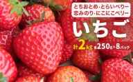 【2026年1月中旬発送開始】 いちご とちおとめ 恋みのり にこにこベリー とらいべりー 250g × 8 苺 イチゴ フルーツ 果物 ストロベリー ベリー デザート 甘み 酸味 宮城県 石巻市