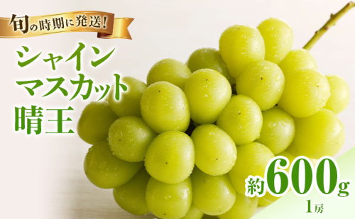 【2026年先行受付】 シャインマスカット 晴王 秀品 約600g 1房 岡山県産 ぶどう 葡萄 ブドウ 御中元 ギフト 御礼 プレゼント 御礼 御祝 御供 果物 くだもの フルーツ 2375737 - 岡山県玉野市