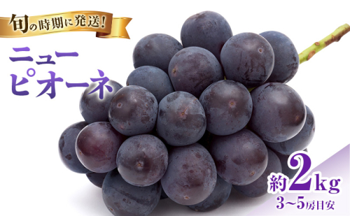 【2026年先行受付】 ぶどう ニューピオーネ 秀品 約2kg(3～5房) 岡山県産 ぶどう 葡萄 ブドウ ギフト 御礼 プレゼント 御礼 御祝 御供 果物 くだもの フルーツ 2375744 - 岡山県玉野市