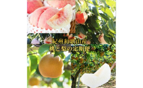 全2回 フルーツ定期便（桃3玉 8月、梨3玉 9月発送） ｜ 和歌山県産 モモ ナシ 旬 果物 2375877 - 和歌山県美浜町