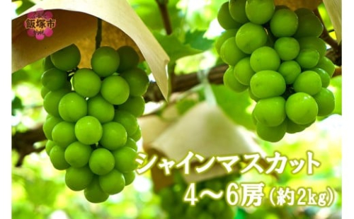 シャインマスカット4-6房(約2kg)＜2026年8月中旬から発送開始分先行予約＞【B6-028】 2375939 - 福岡県飯塚市