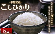宇都宮産こしひかり 5kg | 米 精米 お米 こめ 新米 単一米 コシヒカリ 国産 栃木県 鬼怒川