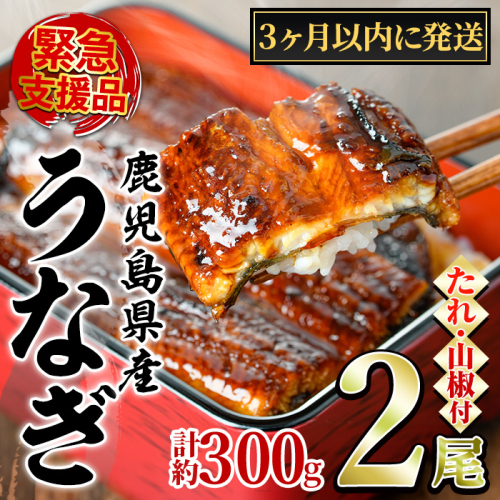 【0114335a】＜3ヶ月以内に発送予定＞東串良町のうなぎ蒲焼(無頭)(2尾・計約300g・タレ、山椒付) うなぎ 高級 ウナギ 鰻 国産 蒲焼 蒲焼き たれ 鹿児島 ふるさと 人気 【アクアおおすみ】 2376034 - 鹿児島県東串良町