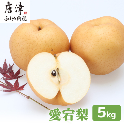 訳あり 今が食べ頃 特栽 旬の梨5kg　愛宕梨　果物 フルーツ くだもの 2376312 - 佐賀県唐津市