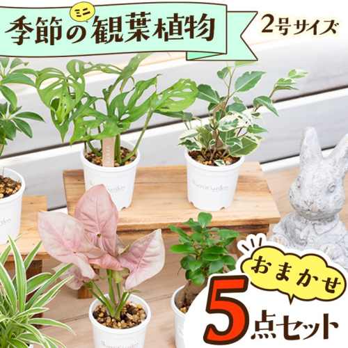 【植物をもっと身近に】京都・京丹後の専門店が厳選！観葉植物5点セット｜癒しと彩りのグリーン便 2376851 - 京都府京丹後市