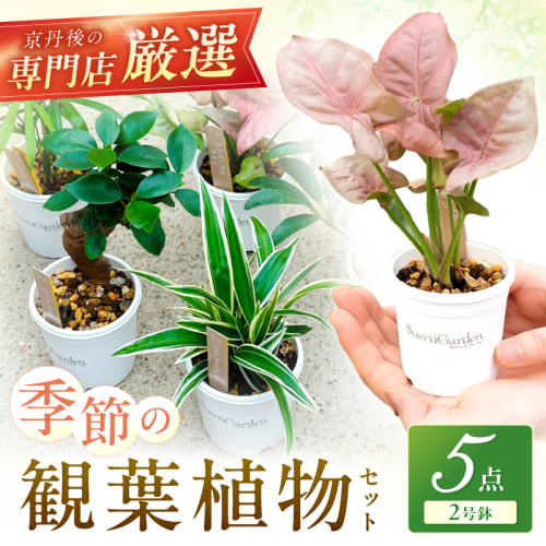 【植物をもっと身近に】京都・京丹後の専門店が厳選！観葉植物5点セット｜【発送可能時期：4月上旬～7月末、9月上旬～11月末】癒しと彩りのグリーン便 植物 ガーデニング 癒し 自然 ふるさと納税 観葉植物 プレゼント 記念日 おしゃれ ふるさと納税 母の日 2376851 - 京都府京丹後市