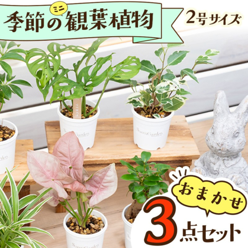 【お部屋にちょうどいい】観葉植物お試し3点セット｜専門店が選ぶ“はじめてのグリーン”【京都・京丹後】 2376852 - 京都府京丹後市