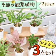 【お部屋にちょうどいい】観葉植物お試し3点セット｜【発送可能時期：4月上旬～7月末、9月上旬～11月末】専門店が選ぶ“はじめてのグリーン”【京都・京丹後】