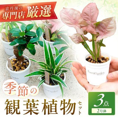 【お部屋にちょうどいい】観葉植物お試し3点セット｜【発送可能時期：4月上旬～7月末、9月上旬～11月末】専門店が選ぶ“はじめてのグリーン”【京都・京丹後】　植物 ガーデニング 癒し 自然 ふるさと納税 観葉植物 プレゼント 記念日 おしゃれ ふるさと納税 母の日 2376852 - 京都府京丹後市