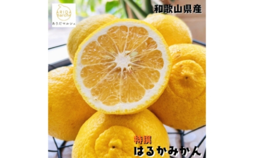 【特選】はるか 5kg ｜ 蜜柑 柑橘 果物 フルーツ くだもの 果実 国産 和歌山 2377683 - 和歌山県美浜町