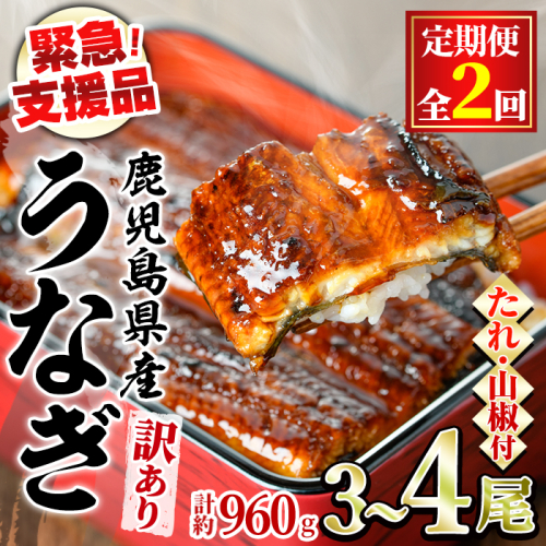 【0254308b】＜定期便・全2回＞【緊急支援品】＜訳あり＞鰻の蒲焼き(無頭)(3～4尾×2回・計約960g・タレ、山椒付) うなぎ ウナギ 鰻 国産 蒲焼 蒲焼き たれ 鹿児島 ふるさと 人気 支援 【アクアおおすみ】 2377954 - 鹿児島県東串良町