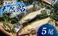 冷凍 美山川の天然鮎 5尾 ( 鮎 あゆ 美山町 美山 国産 川魚 魚 魚介 京都府 京都 南丹市 旬 産地直送 )