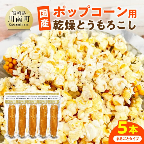 国産ポップコーン用（乾燥とうもろこし）　5本(まるごとタイプ) 【 数量限定 期間限定 宮崎県産 ポップコーン 】 2380439 - 宮崎県川南町