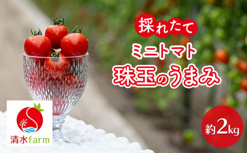 【2026年7月～発送】富良野産 採れたて直送! ミニトマト 「殊玉のうまみ」 【約2kg】 (清水farm) トマト ミニトマト とまと 美果 野菜 新鮮 甘い 季節限定 北海道 富良野 ふらの 2380550 - 北海道富良野市