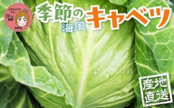 旬のキャベツ 6玉 1回お届け 愛知県豊橋産 海風そだち 潮風 ともちゃんのやさい 直売所で大人気！ 愛知県 豊橋市 安心野菜  国産 冬キャベツ 春キャベツ 初夏キャベツ