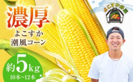 【先行予約】【数量限定100セット】よこすか潮風コーン 10本～12本 計約5kg トウモロコシ とうもろこし 野菜 農園 濃厚 横須賀【井上農園】 [AKDJ002]