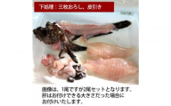 [三枚おろし(刺身用)][先行予約]活き締めオコゼ2尾セット(2人前)ポン酢付き 虎魚 おこぜ 薄造り 唐揚げ