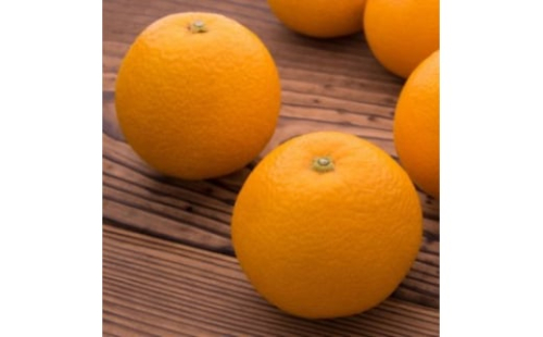 【農家直送】濃厚八朔（ご家庭用）1.3kg | 有田 柑橘 フルーツ みかん オレンジ 産地直送 はっさく 2385675 - 和歌山県美浜町