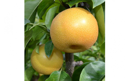 【秋の美味】和歌山の樹上成熟梨 約2kg 2385684 - 和歌山県美浜町