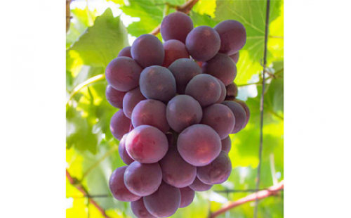 【夏秋の美味】フルーツ王国和歌山の"濃厚"種無しピオーネ 約2.5kg 2385686 - 和歌山県美浜町