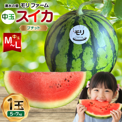 AJ459 【令和8年度出荷分】 湧水の里 モリファーム 中玉スイカ プチット M～L 5～7kg 1玉 [ 先行予約 数量限定 中玉 スイカ 西瓜 フルーツ 果物 長崎 長崎県 島原市 ] 2385879 - 長崎県島原市