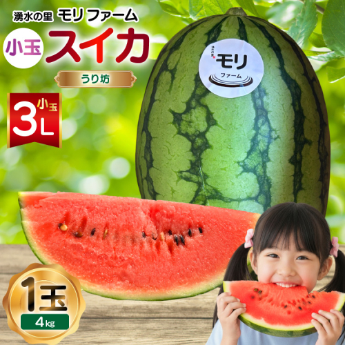 AJ460 【令和8年度出荷分】 湧水の里 モリファーム 小玉スイカ うり坊 3L 4kg 1玉 [ 先行予約 数量限定 小玉 うり坊 スイカ 西瓜 フルーツ 果物 長崎 長崎県 島原市 ] 2385881 - 長崎県島原市