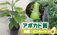 アボカド接ぎ木苗 ピンカートン(Aタイプ)1年生中苗1本 |苗 ガーデニング 農業 家庭菜園 野菜 アボカド あぼかど 国産 アボカド サラダ アボカド 料理 アボカド 健康 アボカド 森のバター 愛媛県 松山市