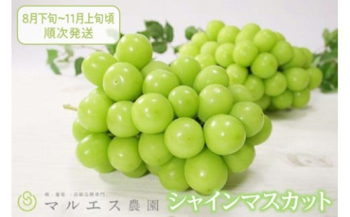 【選べる発送年度】クール配送「マルエス農園」シャインマスカット2房～3房 合計1.5kg以上【2025年発送】【2026年発送】（MS）B15-111 【山梨県 シャインマスカット フルーツ 大粒 ぶどう 葡萄 ブドウ 果物 人気 種なし 新鮮 高級 ギフト 山梨県産 甲州市 贈答 くだもの 先行予約 期間限定 令和7年 令和8年】 2386812 - 山梨県甲州市