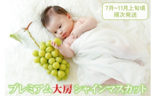 【選べる発送年度】クール配送「マルエス農園」プレミアム大房シャインマスカット1房 800g以上【2025年発送】【2026年発送】（MS）C-119 【シャインマスカット 葡萄 ぶどう ブドウ 令和7年発送 令和8年発送 期間限定 山梨県産 甲州市 フルーツ 果物 クール便】 2386813 - 山梨県甲州市