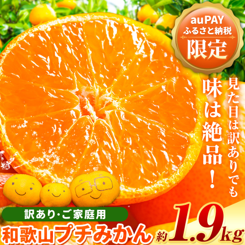 【auPAYふるさと納税限定】 和歌山 訳あり プチみかん (ピンポン玉程度の大きさです) 約1.9kg《1月上旬-1月末頃出荷》和歌山県 日高川町 柑橘類 柑橘 果物 フルーツ ミカン 訳ありみかん 家庭用 お試し みかん 小粒みかん 小玉みかん 2388075 - 和歌山県日高川町