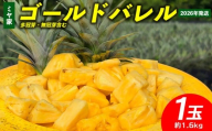 ミヤ家　ゴールドバレル　1玉（約1.6kg）多冠芽・無冠芽含む 2026年発送 沖縄県産 東村 パイナップル ジューシー 希少 高級フルーツ 南国フルーツ 国産フルーツ 農家直送 パイン ゴールドバレル 贈り物 おすすめ お土産 人気 やんばる 大自然 南国気分 沖縄本島北部