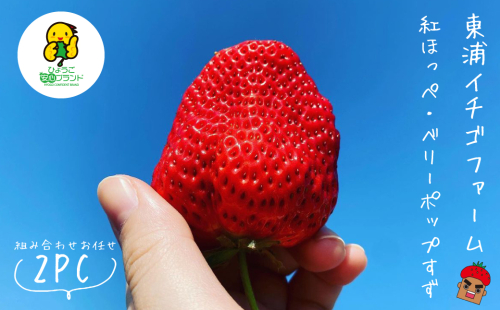 淡路島産いちごセット（紅ほっぺ / ベリーポップすず）【12月中旬～1月発送・お届け日指定不可】 2388481 - 兵庫県淡路市