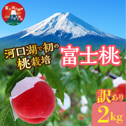 ＜26年発送先行予約＞【訳あり】河口湖で初の桃栽培！オリジナルブランド富士桃『訳あり』(約２キロ) FAH009 2389130 - 山梨県富士河口湖町