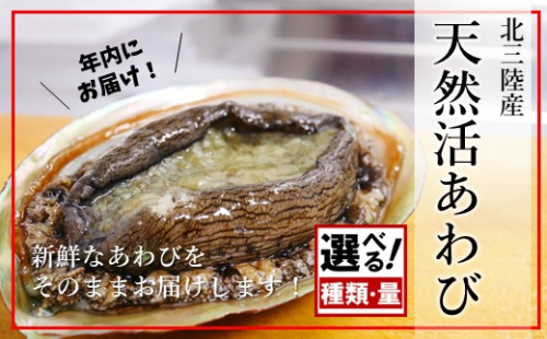 ＼年内お届け！量・処理済も選べる／ ★産地直送★ 「北三陸産天然あわび」鮑 アワビ 魚介 選べる 300g 500g 海鮮 冷蔵 刺身 お祝い 産地直送 三陸 岩手 2390691 - 岩手県久慈市