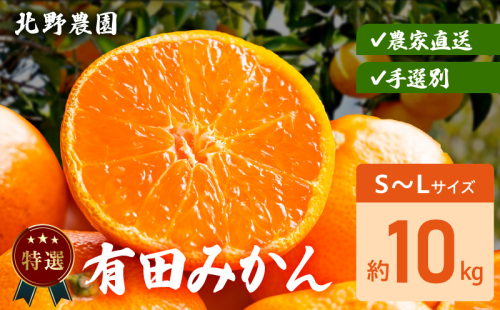 DZ6231_特選 有田みかん 和歌山 S～Lサイズ 大きさお任せ 約10kg 2391319 - 和歌山県湯浅町