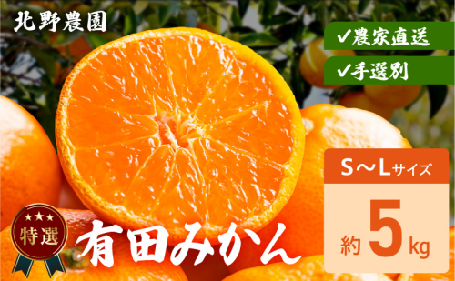 DZ6232_特選 有田みかん 和歌山 S～Lサイズ 大きさお任せ 約5kg 2391320 - 和歌山県湯浅町