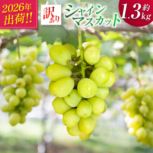 ＜2026年出荷＞先行予約［訳あり］シャインマスカット 約1.3kg 国産 期間限定 くだもの【B688】 2391612 - 宮崎県新富町