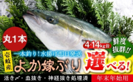【12/20～翌1/5お届け】壱岐島産天然寒ブリ よか嫁ぶり（13キロ台・丸もの）《壱岐市》【壱岐島 玄海屋】 [JBS139]