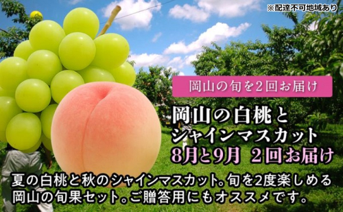 【2026年度発送】岡山の白桃とシャインマスカット 2回 お届け 定期便 （8月・9月）もも モモ シャインマスカット ブドウ 葡萄 岡山県産 国産 フルーツ 果物 2394099 - 岡山県玉野市
