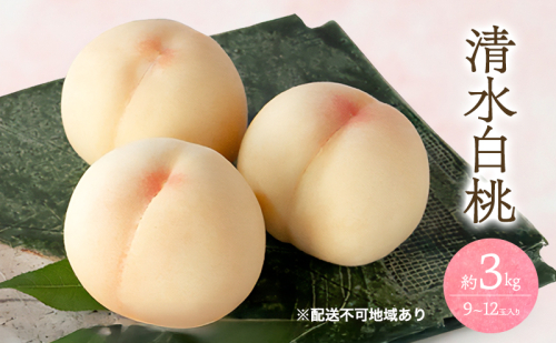 桃 2026年 先行予約 清水 白桃 3kg 9～12玉 もも モモ 岡山 国産 フルーツ 果物 ギフト 桃茂実苑 2394121 - 岡山県玉野市