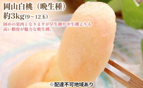 固めの 桃 2026年 先行予約 白桃 晩生種 3kg 9～12玉 もも モモ 岡山 国産 フルーツ 果物 ギフト 桃茂実苑 2394129 - 岡山県玉野市