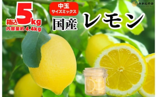 レモン 中玉 国産 箱込5kg(内容量約4.4kg) 秀品 L 2L 3L サイズミックス 和歌山県有田産 【みかんの会】 2394523 - 和歌山県有田川町