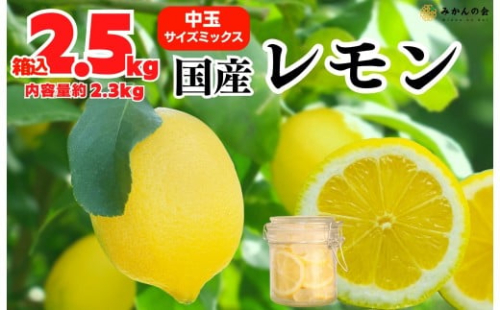 レモン 中玉 国産 箱込2.5kg(内容量約2.3kg) 秀品 L 2L 3L サイズミックス 和歌山県有田産 【みかんの会】 2394524 - 和歌山県有田川町