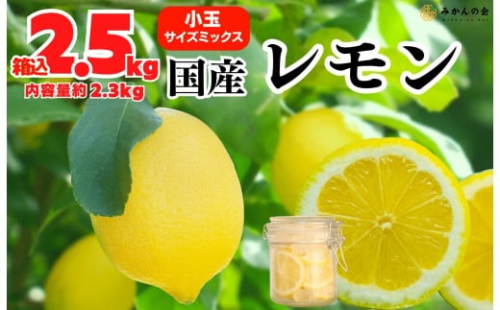 レモン 小玉 国産 箱込2.5kg(内容量約2.3kg) 秀品 S M L サイズミックス 和歌山県有田産 【みかんの会】 2394526 - 和歌山県有田川町