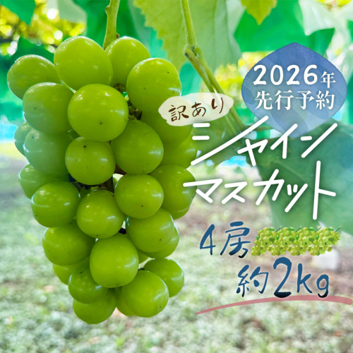 【2026年先行予約】【訳あり】シャインマスカット4房（約2.0kg）｜高糖度 種なし 甘い フルーツ 果物 葡萄 ブドウ ぶどう 産地直送 送料無料 山梨 都留市 2394766 - 山梨県都留市