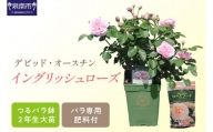 【 イングリッシュローズ 】 デビッド・オースチン つるバラ鉢苗 （ バラ専用肥料付 ）【025D-004】