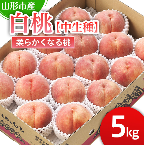 山形市産 白桃 【中生種】「かぐや・ゆうぞら・あぶくま」柔らかくなる桃5kg (13～18玉)【令和8年産先行予約】FS25-127 くだもの 果物 フルーツ 山形 山形県 山形市 2026年産 2394941 - 山形県山形市