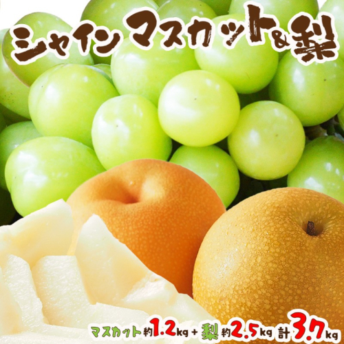 田園紳士厳選 シャインマスカット・梨セット 果物 フルーツ シャインマスカット 梨 セット 詰め合わせ ふるさと納税 シャインマスカット ふるさと納税 フルーツ セット 2394945 - 京都府京丹後市