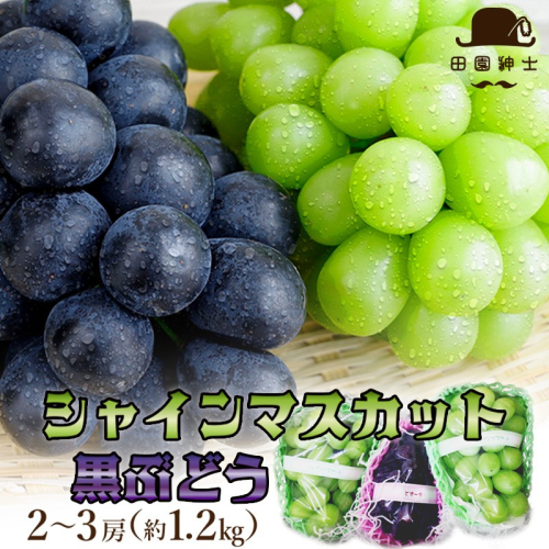 田園紳士厳選 シャインマスカット・黒葡萄セット 2394948 - 京都府京丹後市